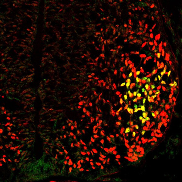 IF of mouse embryonic spinal cord stained with DSHB antibody PCRP-HOXC8-1D3 against HOXC8 (red). Image credit: J-A. Chen Laboratory, Academia Sinica, Taiwan.